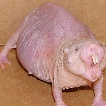 Travel News - Adult naked mole-rat