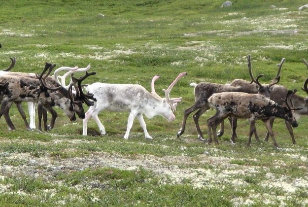 Sweden's Sami reindeer. Image by m.prinke / CC BY-SA 2.0