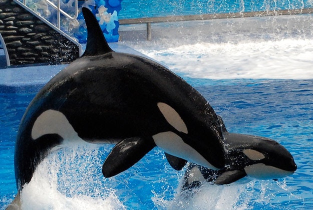 Shamu show SeaWorld.