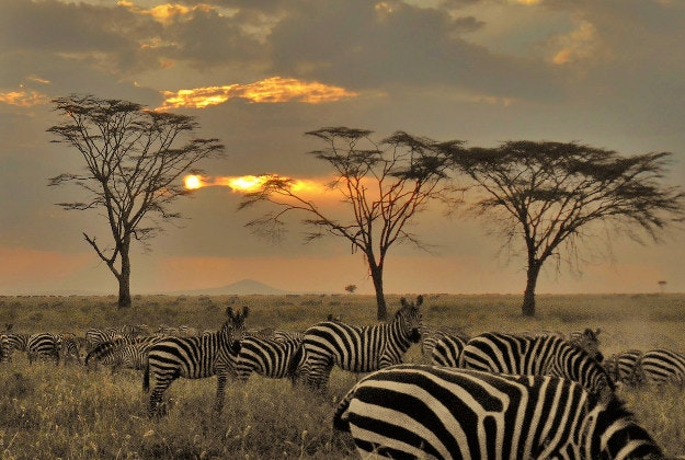 Serengeti National Park.