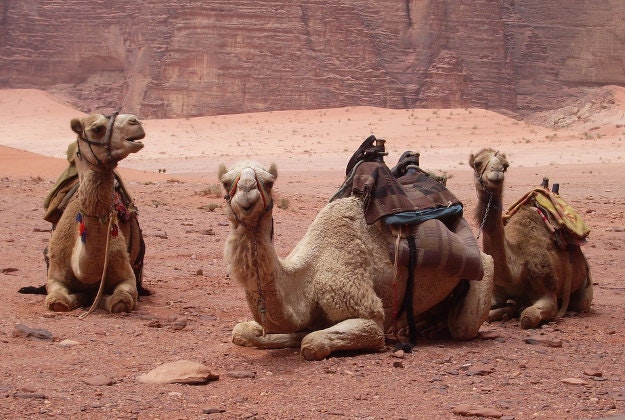 Camels at Wadi Rum.
