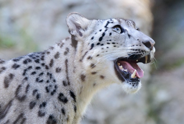 The endangered snow leopard.