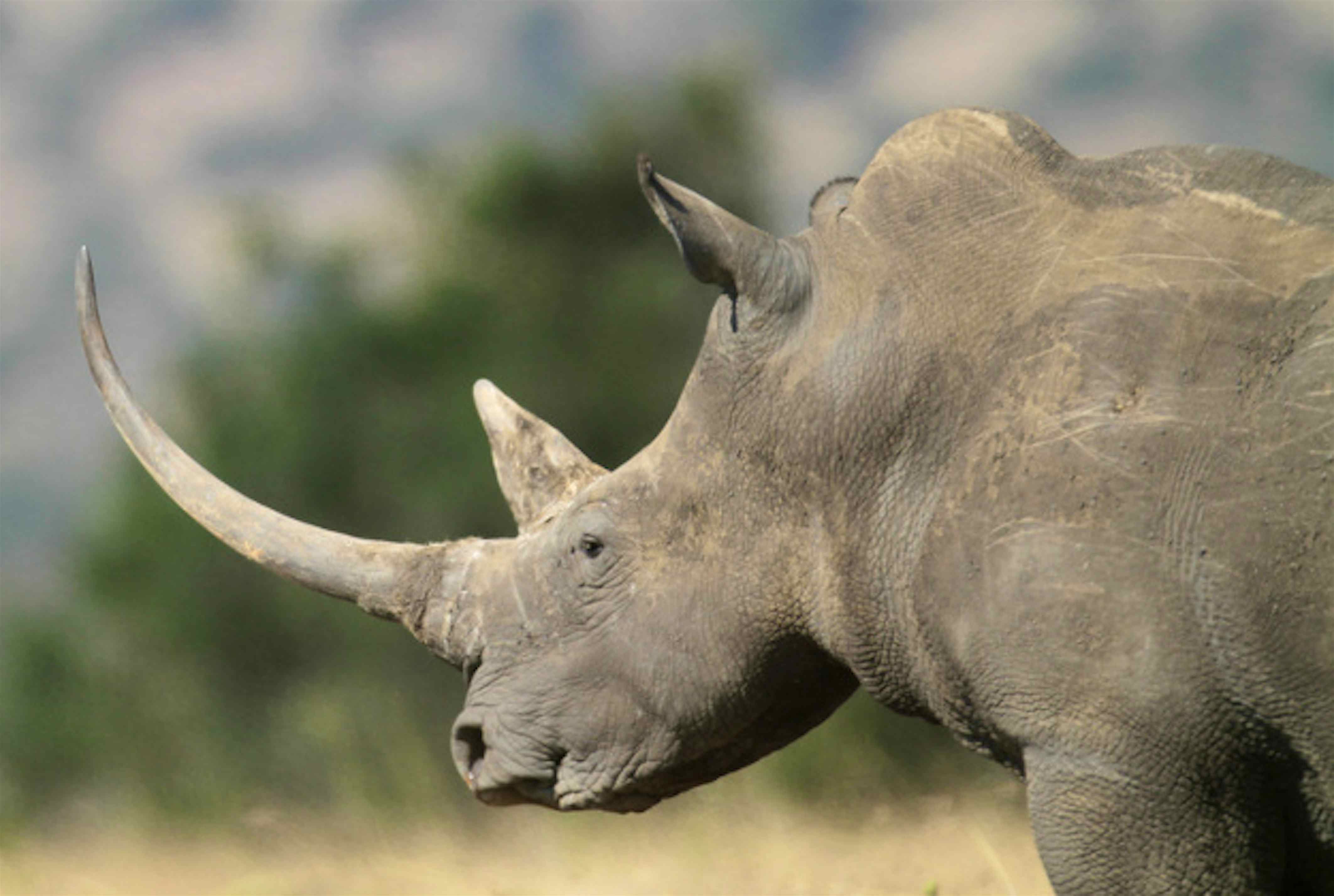 On the brink of extinction now just 6 northern white rhino remain