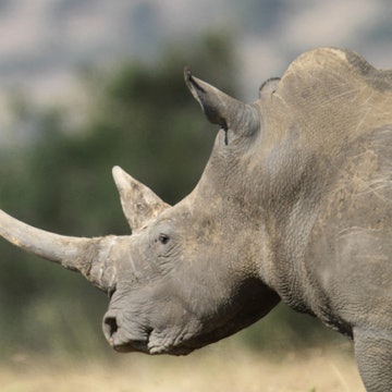 Travel News - White rhino in Ol Pejeta Conservancy