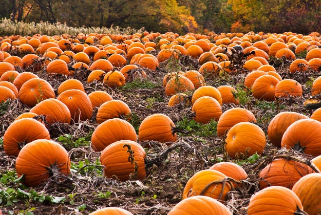 Pumpkins hugely popular for Halloween.