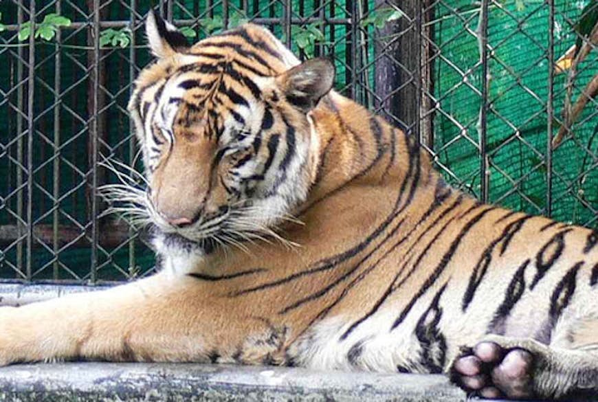 Tiger.