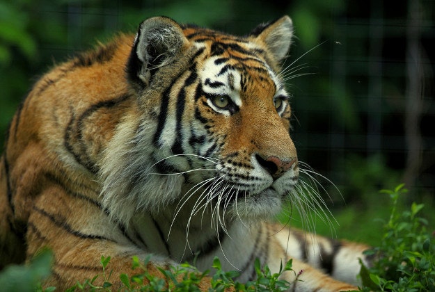 Amur tiger's are an extremely rare species.