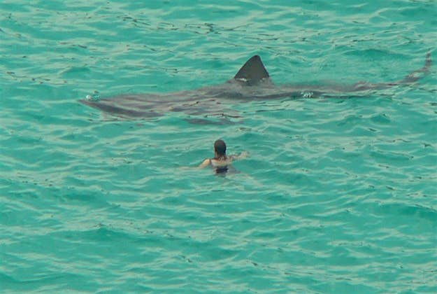 Travel News - Basking Shark Basking sharks are the second largest fish in the world