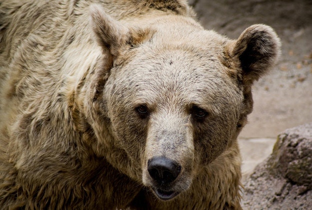Serbia develops Russia's first bear repellent.