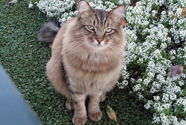 Lucifer the cat, Disneyland, 2007.