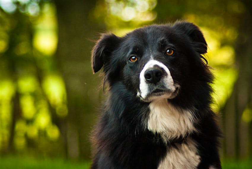 Travel News - Dog Expect nothing but the best for your prized pooch at the new pet hotel in Singapore.