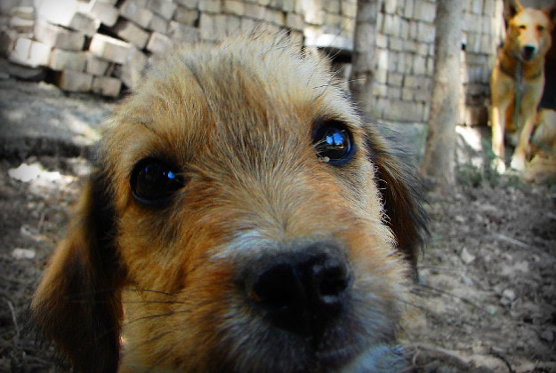 Under Islamic custom dogs are considered unclean.