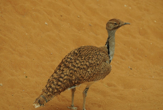The Houbara bustard.