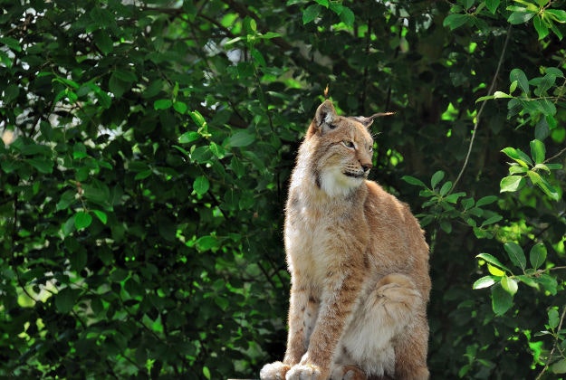 Iberian lynx, one of many endangered species in Spain.