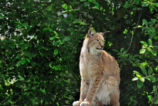 Iberian lynx, one of many endangered species in Spain.