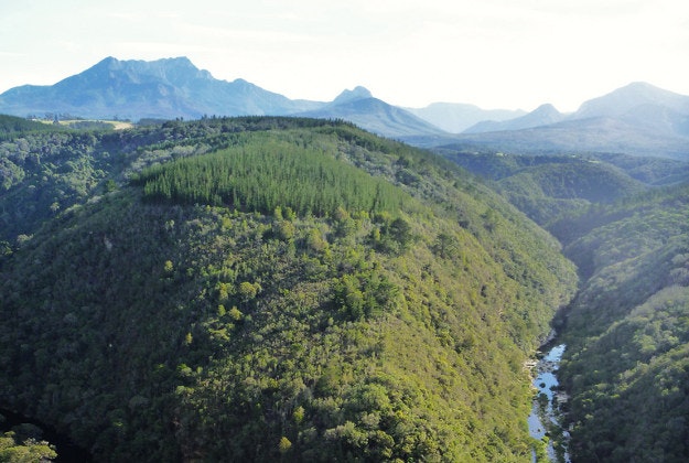 Knysna Forest, South Africa.