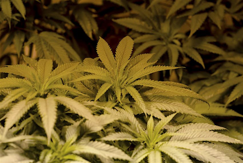 Travel News - Marijuana Legal marijuana grow in Colorado.