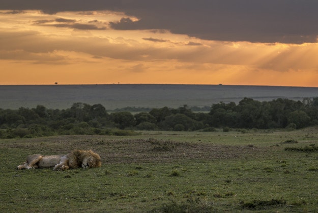 A sleeping lion in the Masai Mara National Park, Kenya.