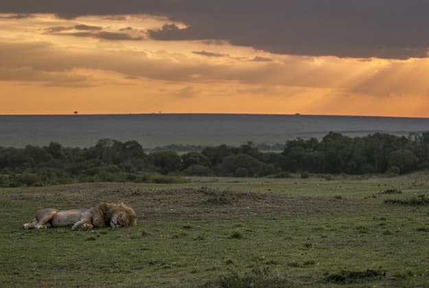 A sleeping lion in the Masai Mara National Park, Kenya.