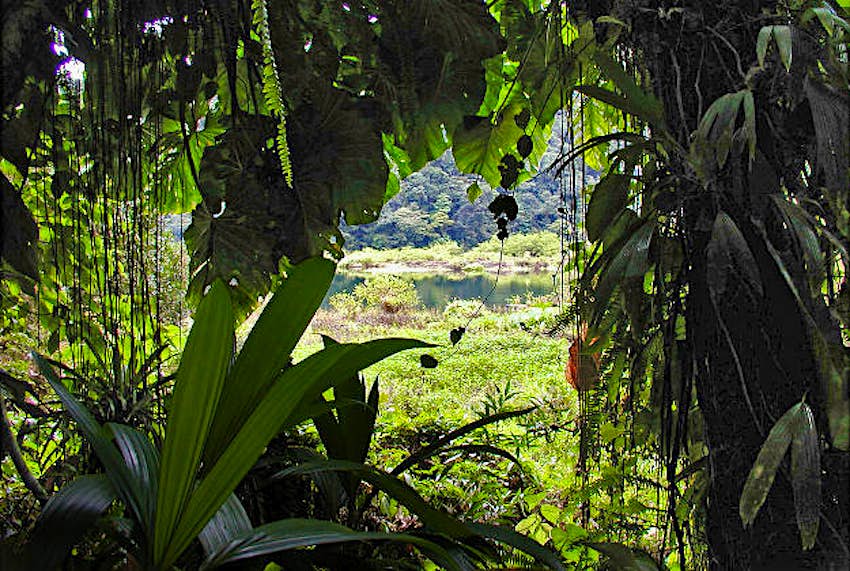 Travel News - Rainforest The rainforest of Guadeloupe.
