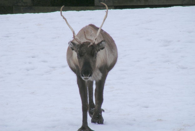 Siberian police to swap snowmobiles for sleighs pulled by reindeer.