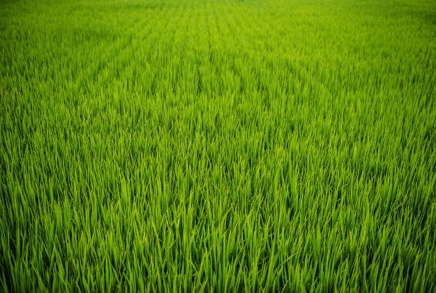 A rice paddy in Taiwan.
