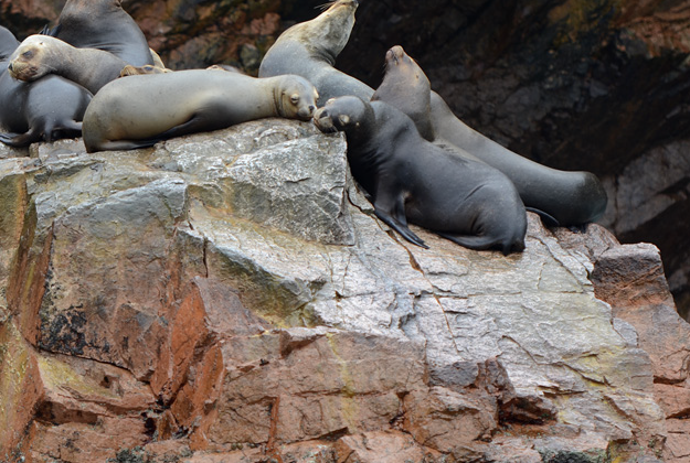 South American sealions basking in sunshine.