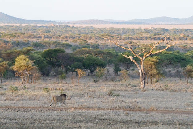 A lion prowls the Serengeti National Park.