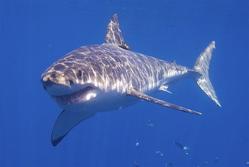 Travel News - Shark Californian shark highlights pollution levels.