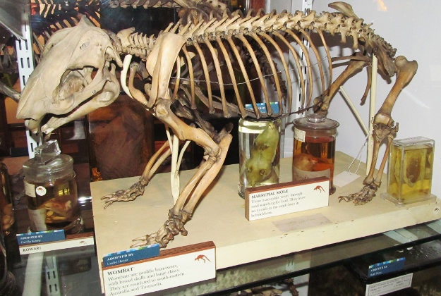 The skeleton of a wombat at the The Grant Museum of Zoology.