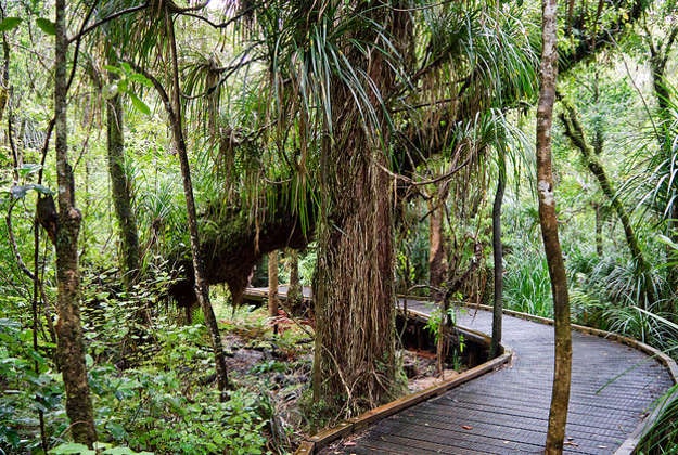Waipoua Forest, Northland, New Zealand