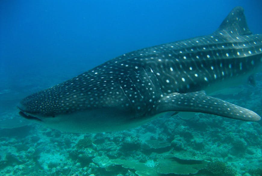 Pakistan initiative looks to protect whale sharks that get caught in local fishing nets.