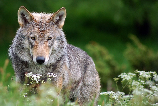 New wolf enlosure opens at Detroit Zoo.