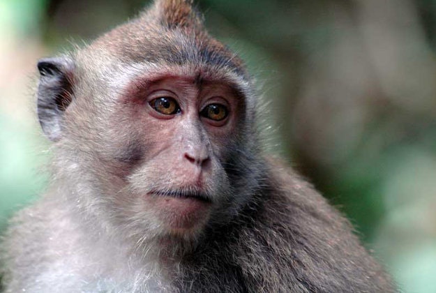 Macaque monkeys have a tendency to pinch glasses from visitors to the Banke Bihari temple.