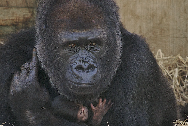 A baby western lowland gorilla.