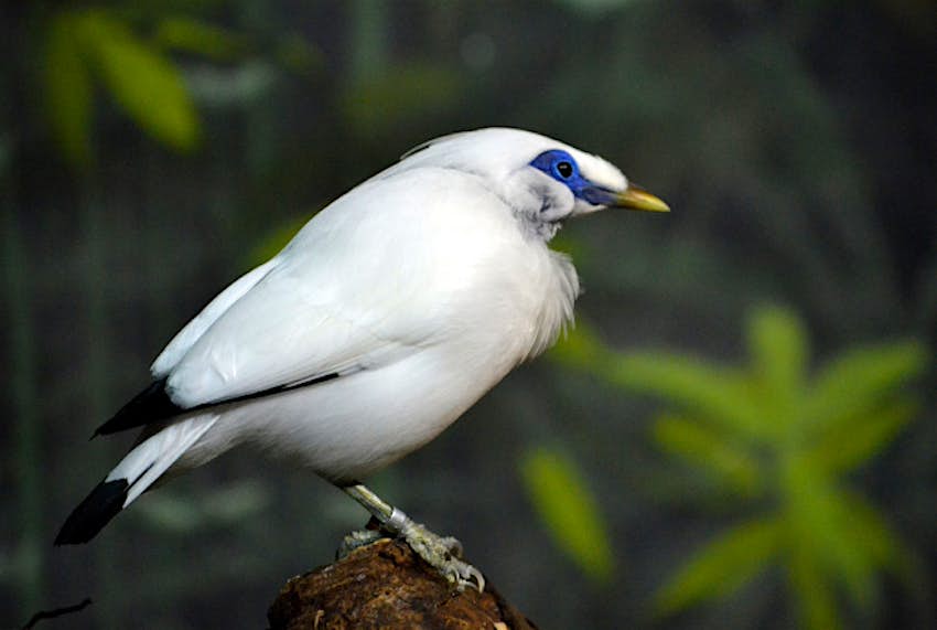Travel News - Bali Mynah Bird Bali mynah bird.