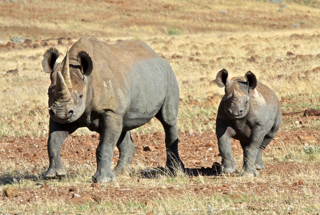 Black Rhino and calf in Namibia.