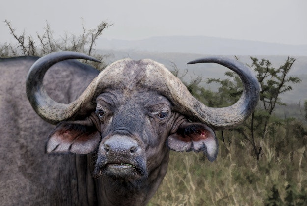 Close-up of a cape buffalo.