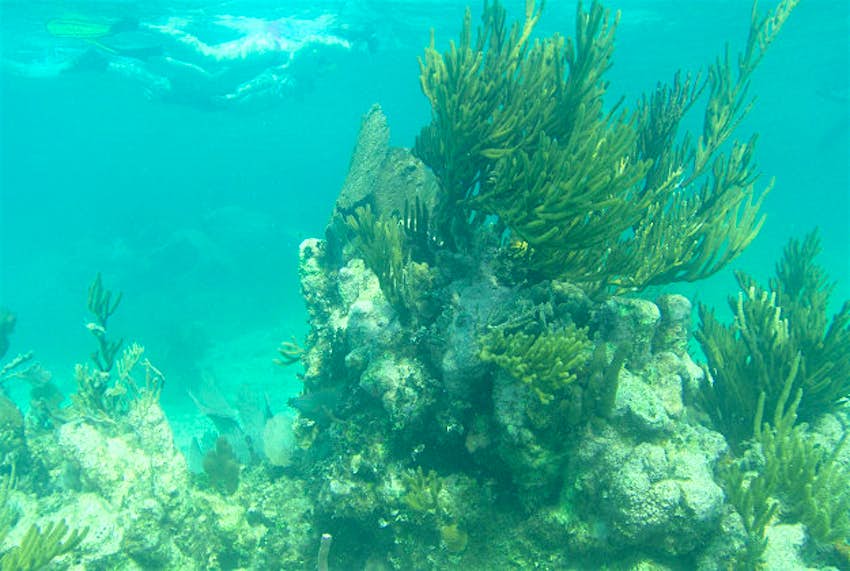 Travel News - Coral reef Snorkellers exploring Belize's coral reefs.