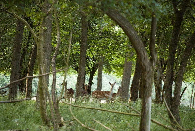 Deers amongst the trees in Dyrehaven.