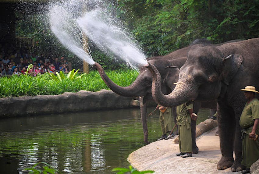 Travel News - Elephants Elephants at the Singapore Zoo.