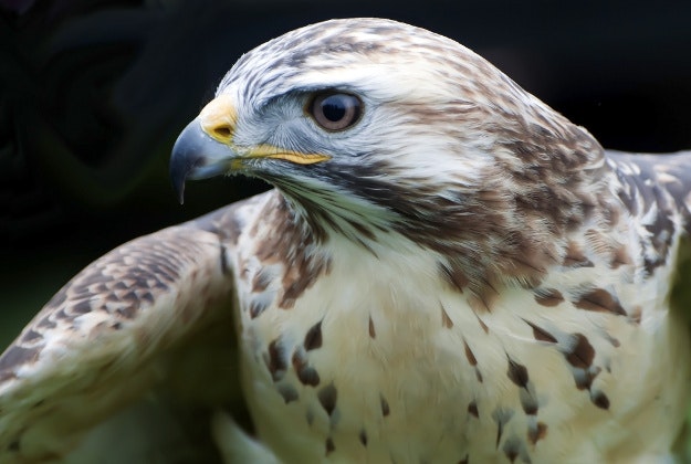 Falcons will be allowed in the cabins of Lufthansa flights.