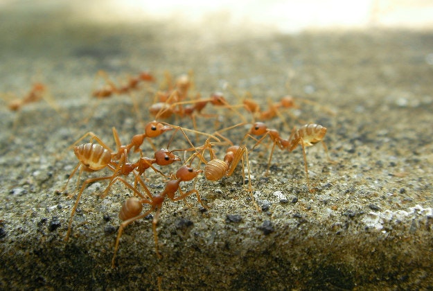 Fire ants.