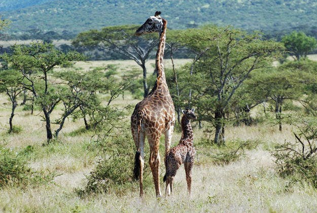 African Giraffe Population In Danger Of Extinction As Numbers Decline ...