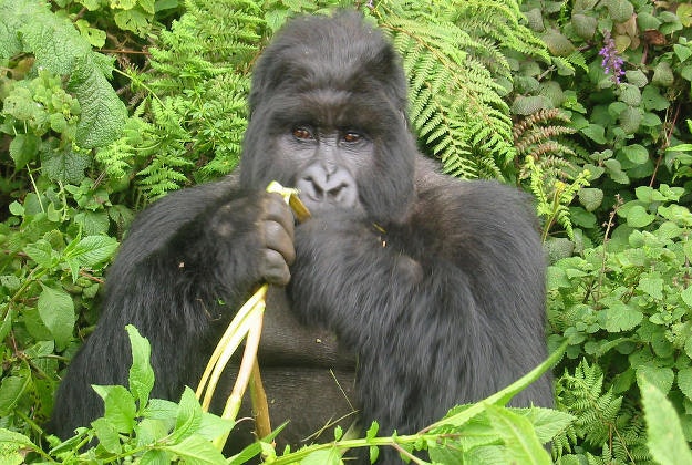 A gorilla chews some bamboo.