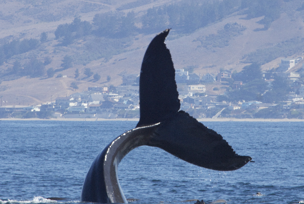 Humpback whale off the coast of California.