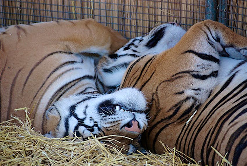 Travel News - Lujan Zoo Beatrice Murch Tigers at Lujan Zoo.