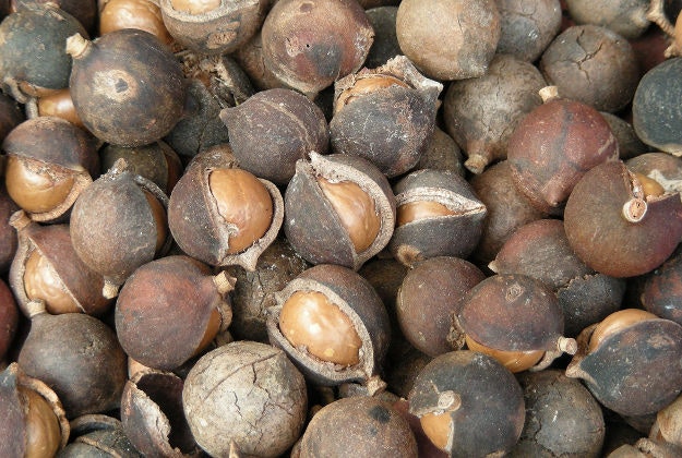 Macadamia nuts in their shells.