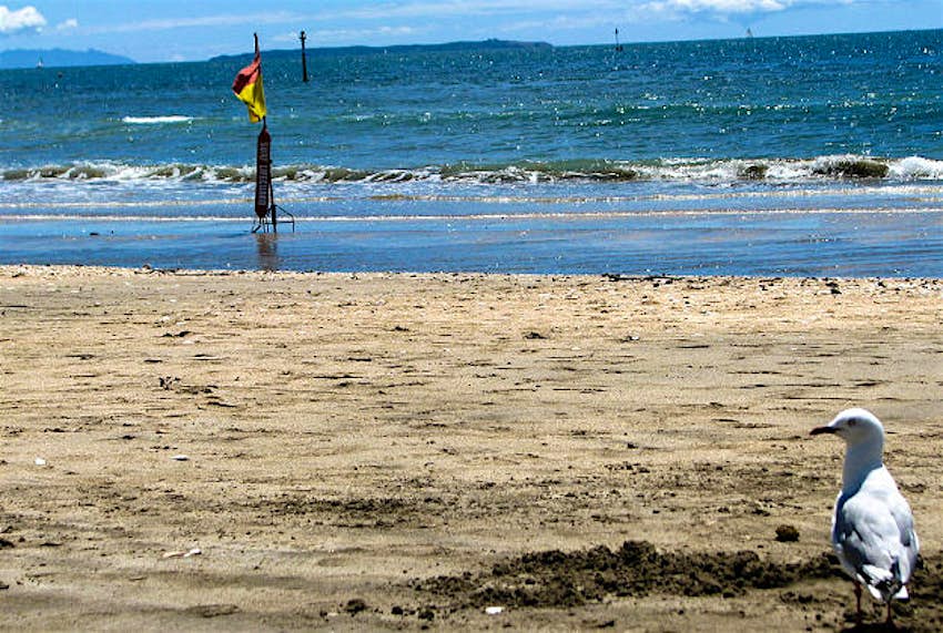 Travel News - Milford Beach Milford Beach, Auckland has been given a caution label.