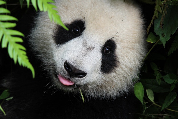 A panda cub.